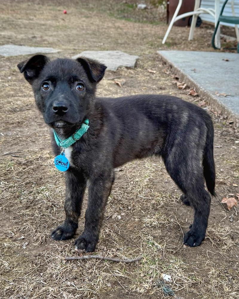 Gawain, a Adoptable mixed breed in Troy, IL image 5/6