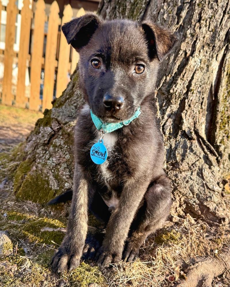 Gawain, a Adoptable mixed breed in Troy, IL image 6/6