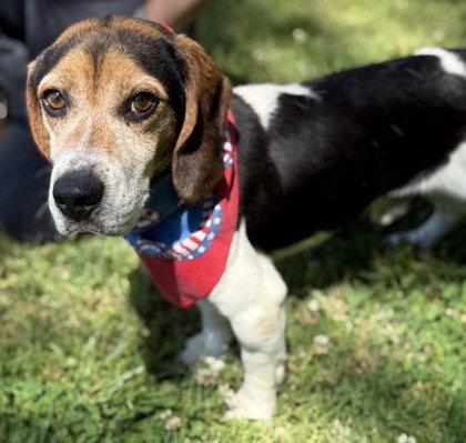 Johnny Bravo, Adoptable, Adult Male Beagle.