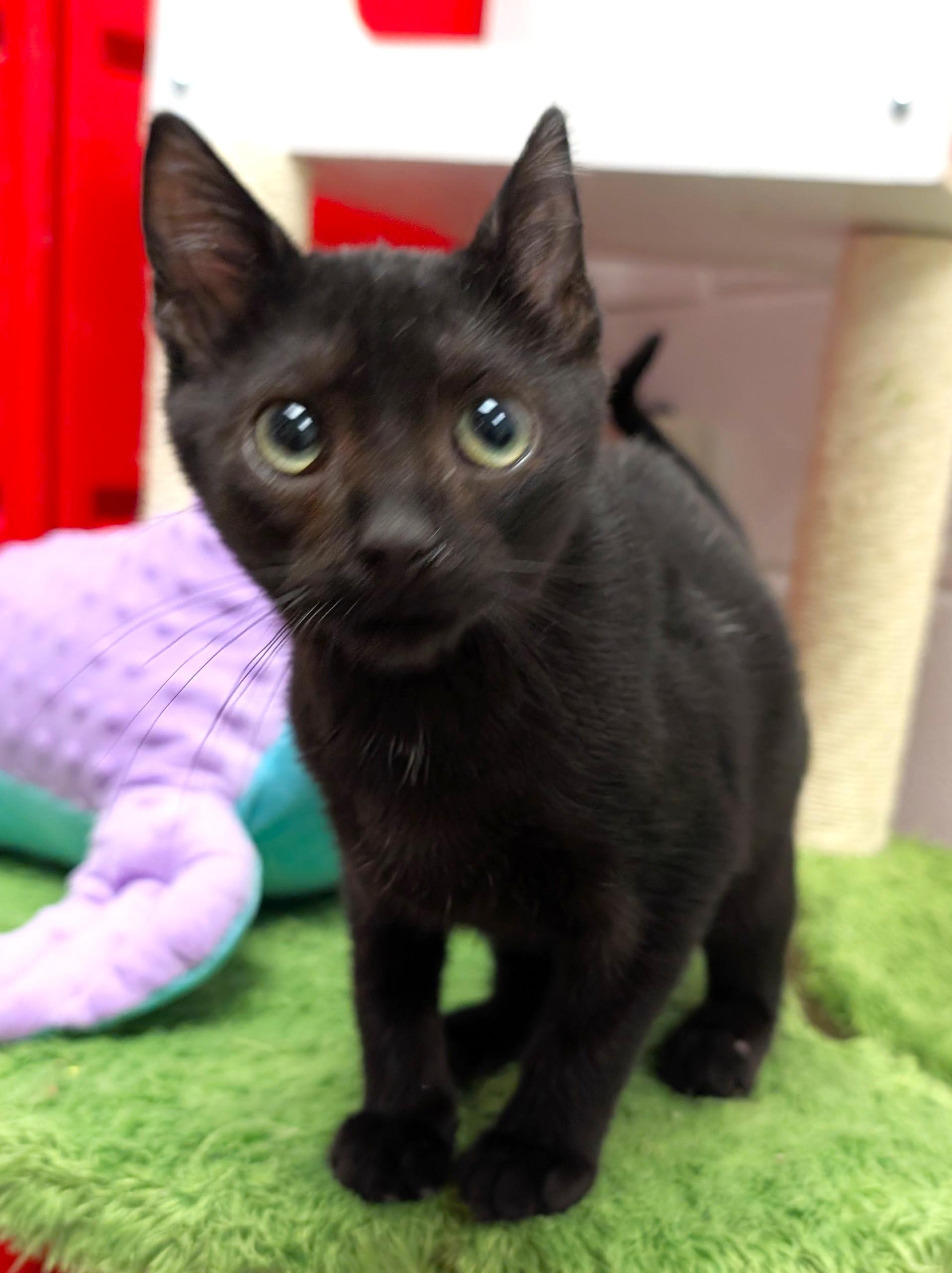 Messi, adopted, Kitten Male Domestic Short Hair.