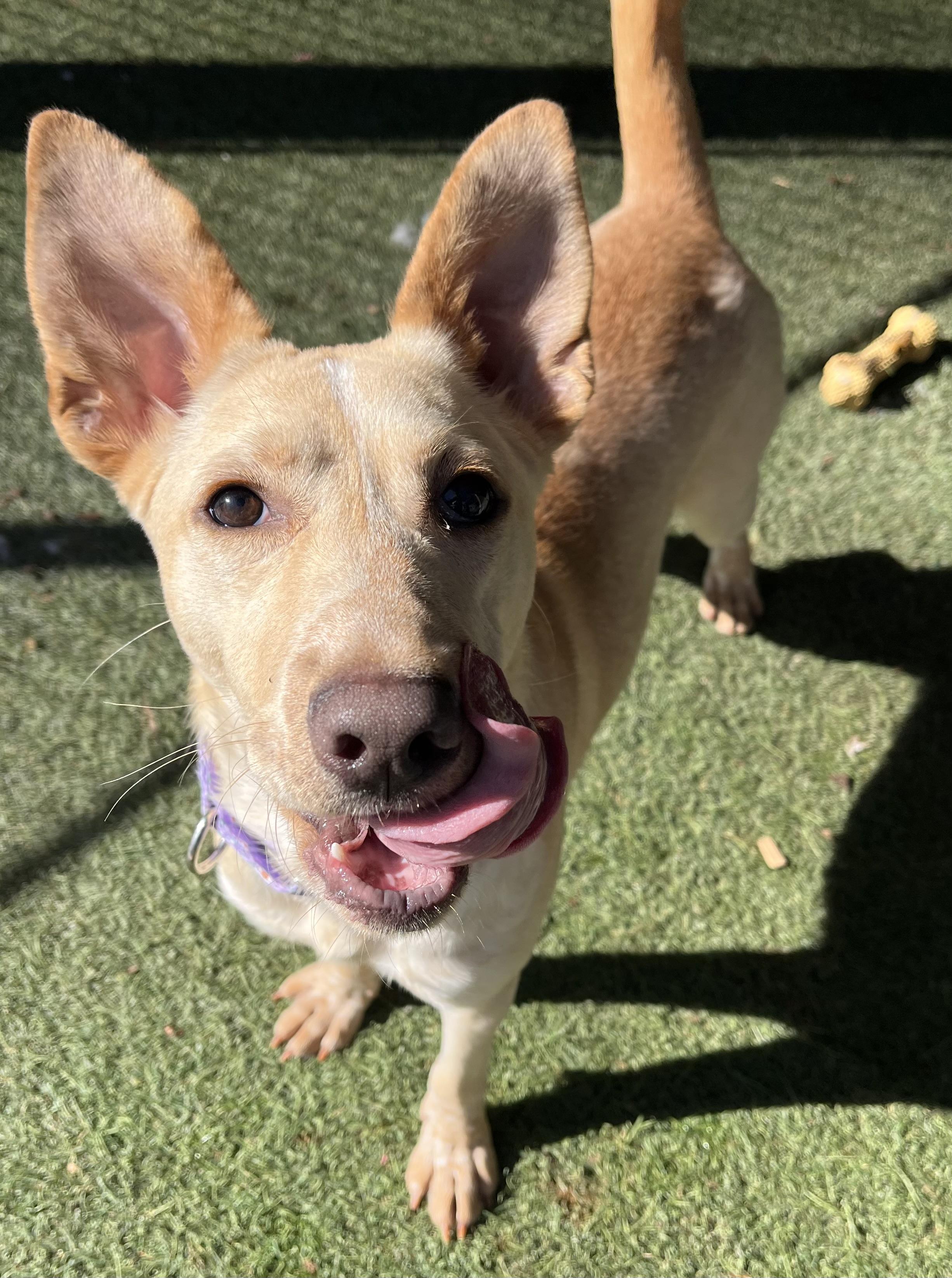 Brazil, Adoptable, Young Female Mixed Breed.