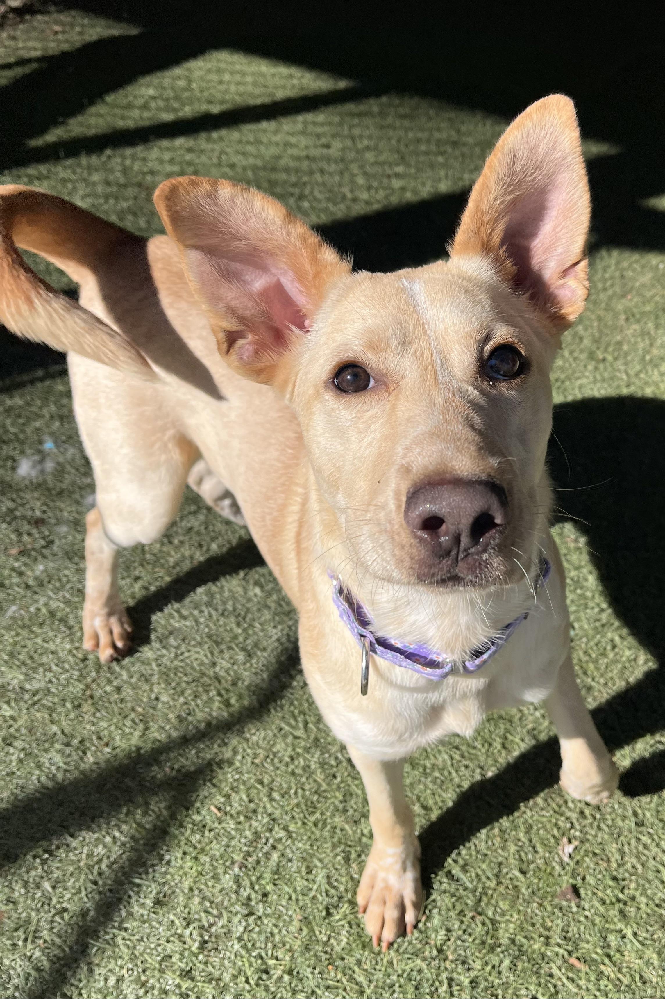 Brazil, Adoptable, Young Female Mixed Breed.