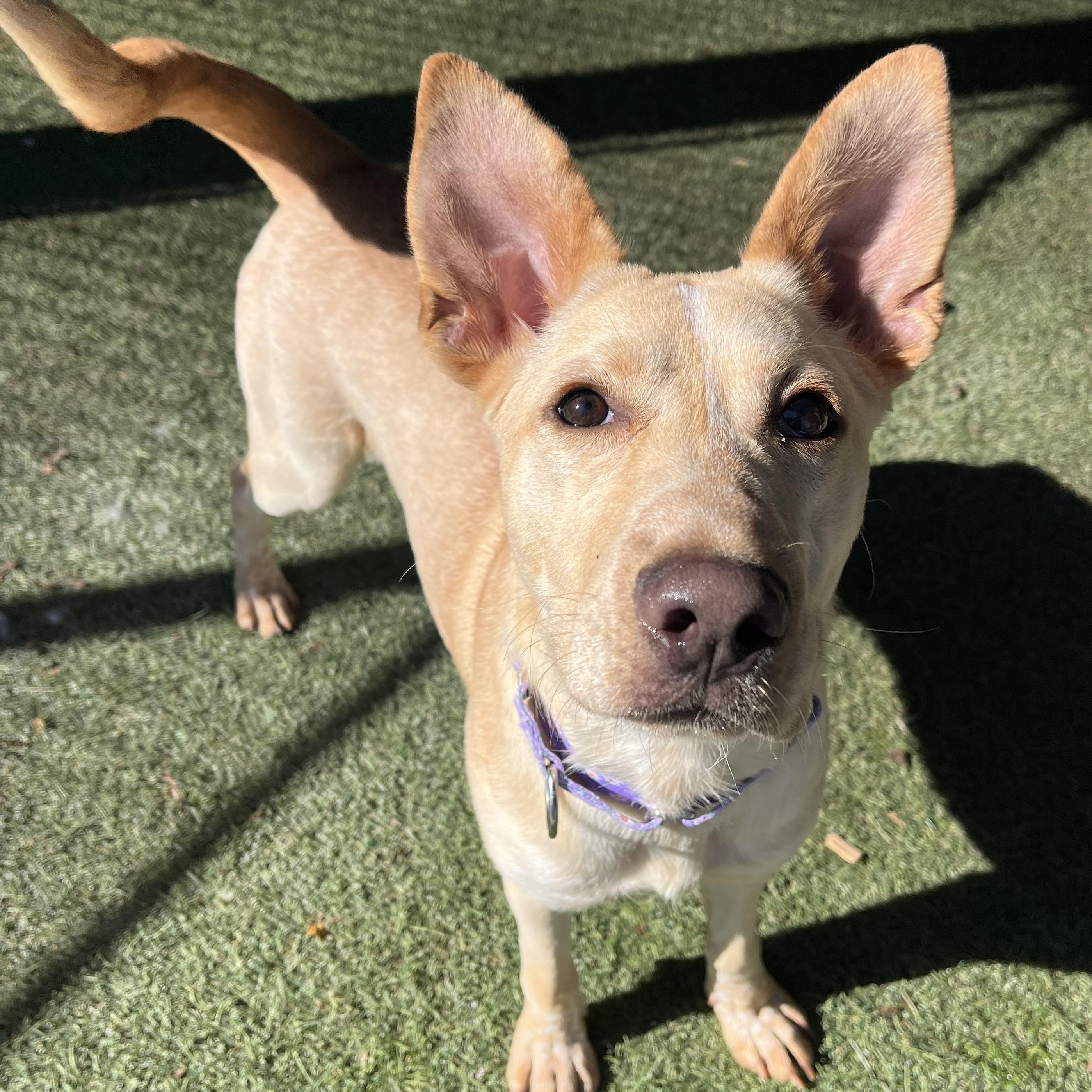 Brazil, Adoptable, Young Female Mixed Breed.