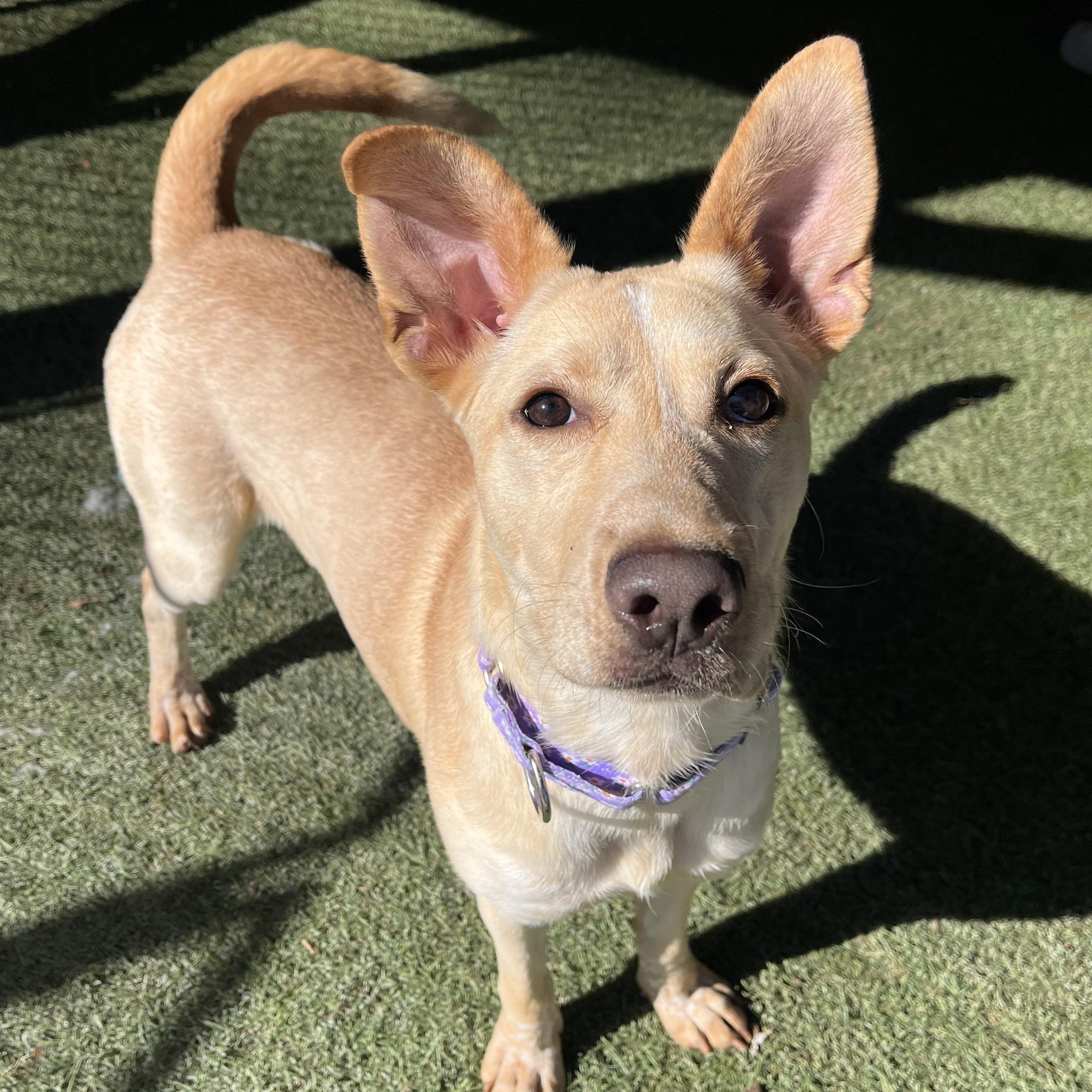 Brazil, a Adoptable Mixed Breed in Sudbury, MA image 4/4