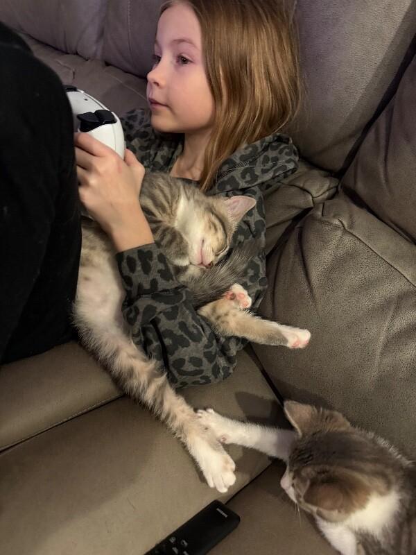 Velvet, Adoptable, Young Female Domestic Short Hair.