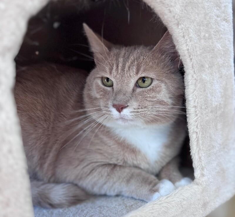 Cracker, Adoptable, Adult Male Domestic Short Hair.