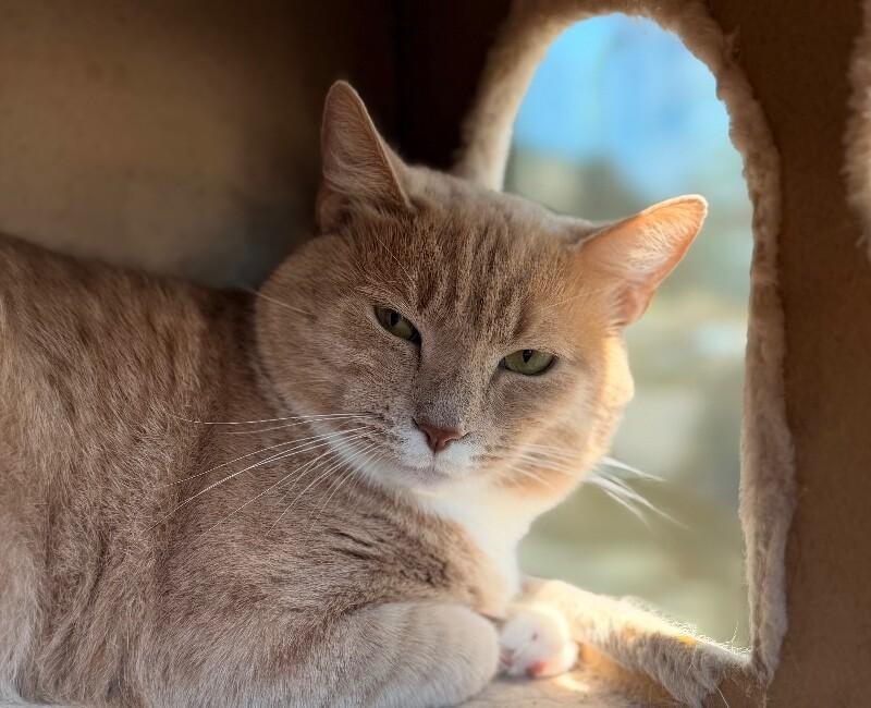 Cracker, a Adoptable Domestic Short Hair in Disputanta, VA image 2/5