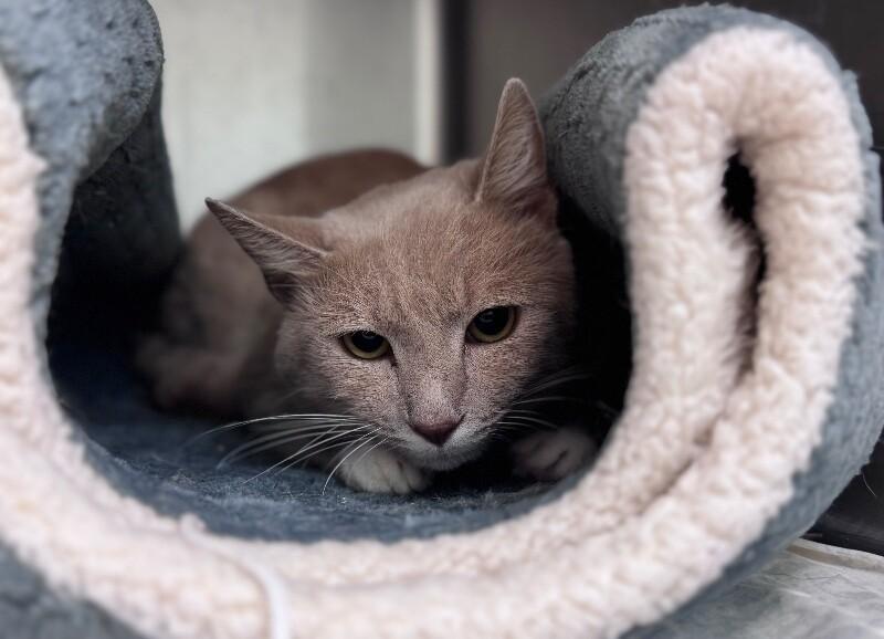 Cracker, a Adoptable Domestic Short Hair in Disputanta, VA image 1/2