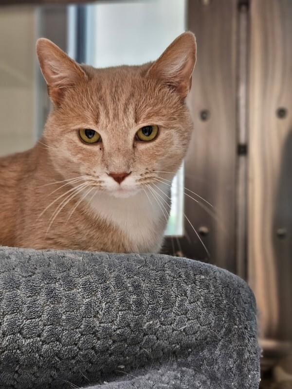 Cracker, a Adoptable Domestic Short Hair in Disputanta, VA image 2/2