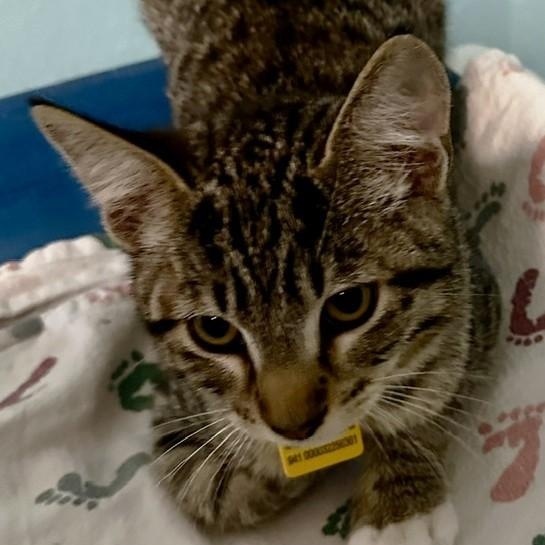 Rufus - Loving and Fun, an adoptable Tabby in Hoquiam, WA image 6/6