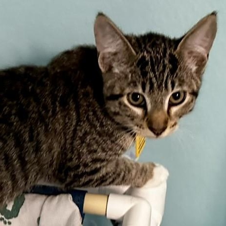 Rufus - Loving and Fun, an adoptable Tabby in Hoquiam, WA image 2/6