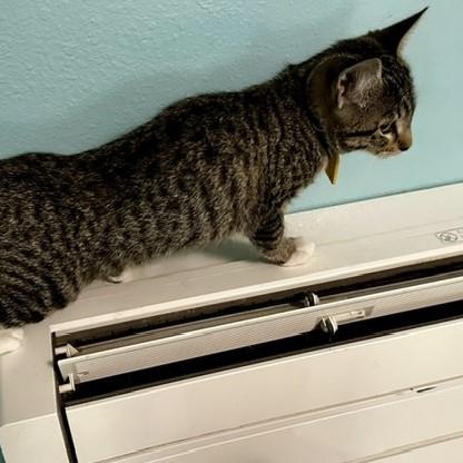 Rufus - Loving and Fun, an adoptable Tabby in Hoquiam, WA image 5/6