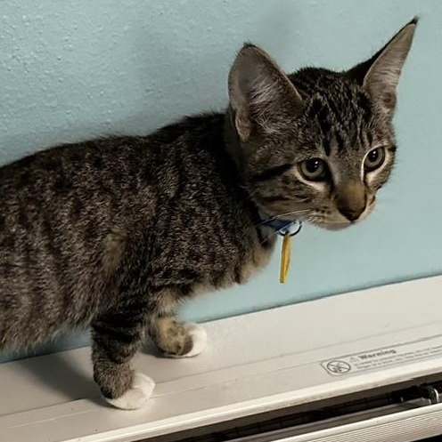 Rufus - Loving and Fun, an adoptable Tabby in Hoquiam, WA image 3/6