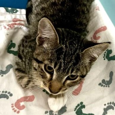 Rufus - Loving and Fun, an adoptable Tabby in Hoquiam, WA image 4/6