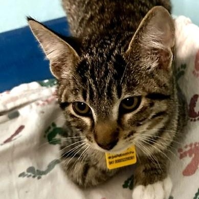 Rufus - Loving and Fun, adoptable, Kitten Male Tabby.