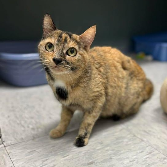 Enlarge Sweetart, a ADOPTABLE Domestic Short Hair in Bardstown, KY image 4/4