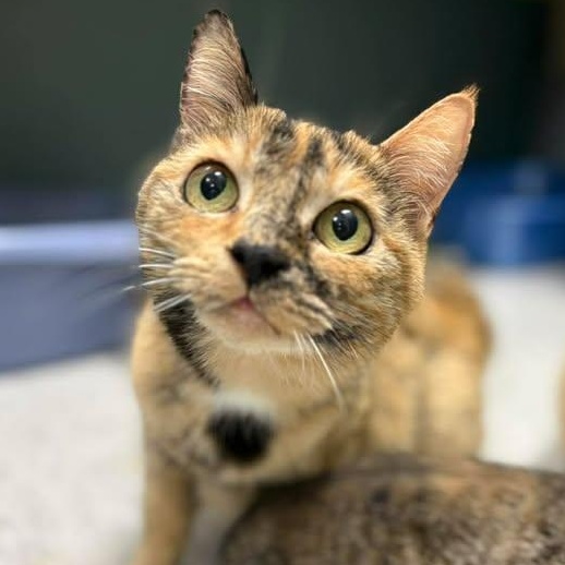 Enlarge Sweetart, a ADOPTABLE Domestic Short Hair in Bardstown, KY image 1/4