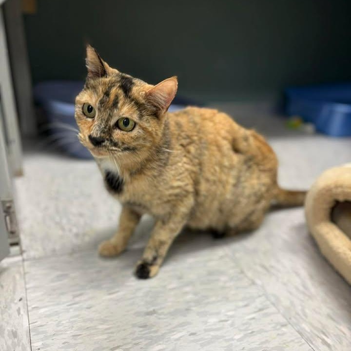 Enlarge Sweetart, a ADOPTABLE Domestic Short Hair in Bardstown, KY image 3/4