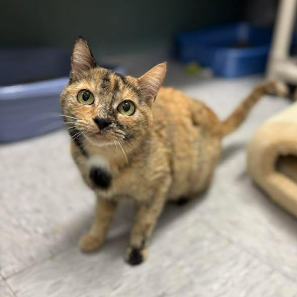 Enlarge Sweetart, a ADOPTABLE Domestic Short Hair in Bardstown, KY image 2/4