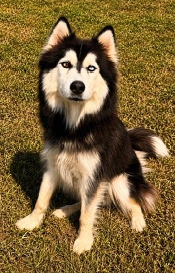 Enlarge Saphire, a Adoptable Husky in Covington, LA image 3/5