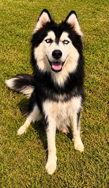Saphire, Adoptable, Puppy Female Husky.