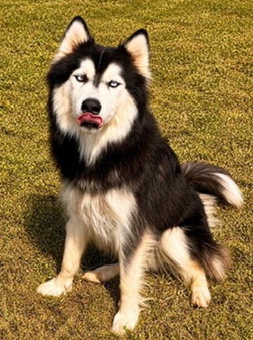 Enlarge Saphire, a Adoptable Husky in Covington, LA image 4/5