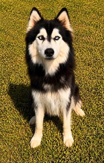 Enlarge Saphire, a Adoptable Husky in Covington, LA image 5/5
