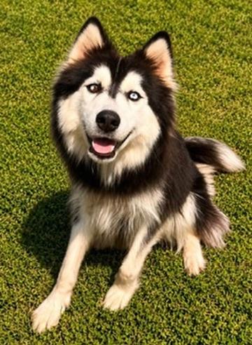 Enlarge Saphire, a Adoptable Husky in Covington, LA image 2/5