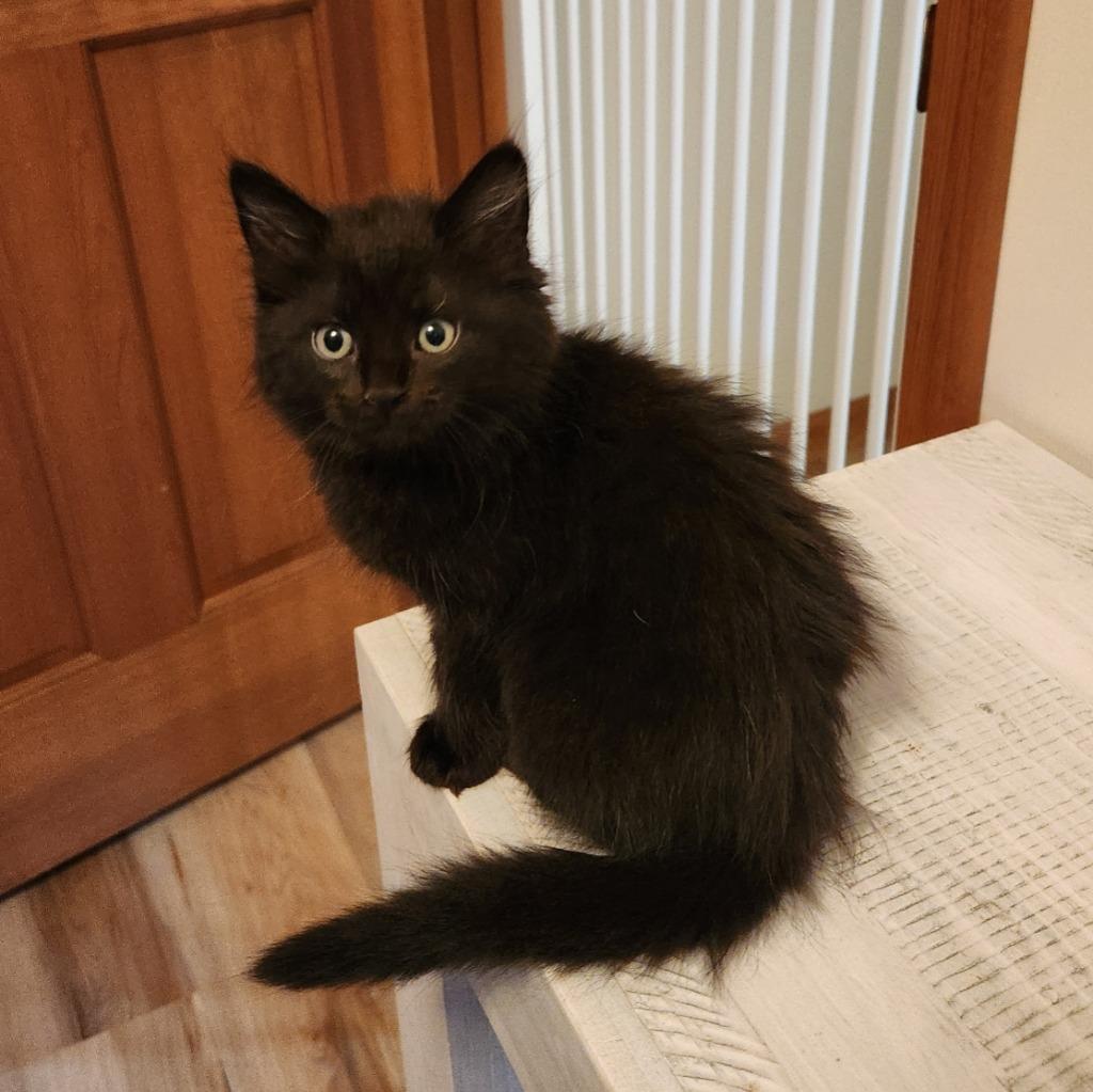 Wendy, a Adopted mixed breed in Brainardsville, NY image 1/2