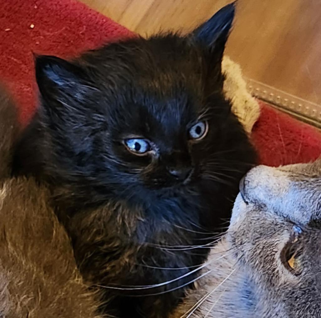 Wendy, a Adopted mixed breed in Brainardsville, NY image 2/2