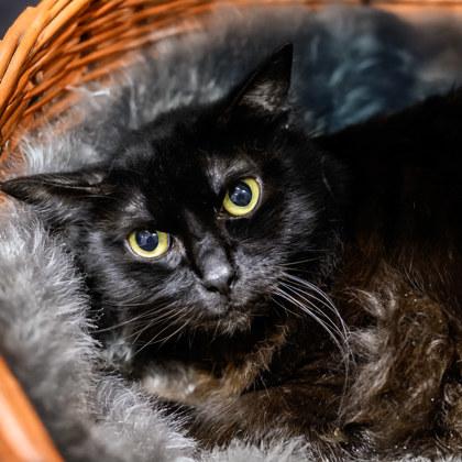 Spider, Adoptable, Adult Male Domestic Long Hair & Domestic Short Hair.