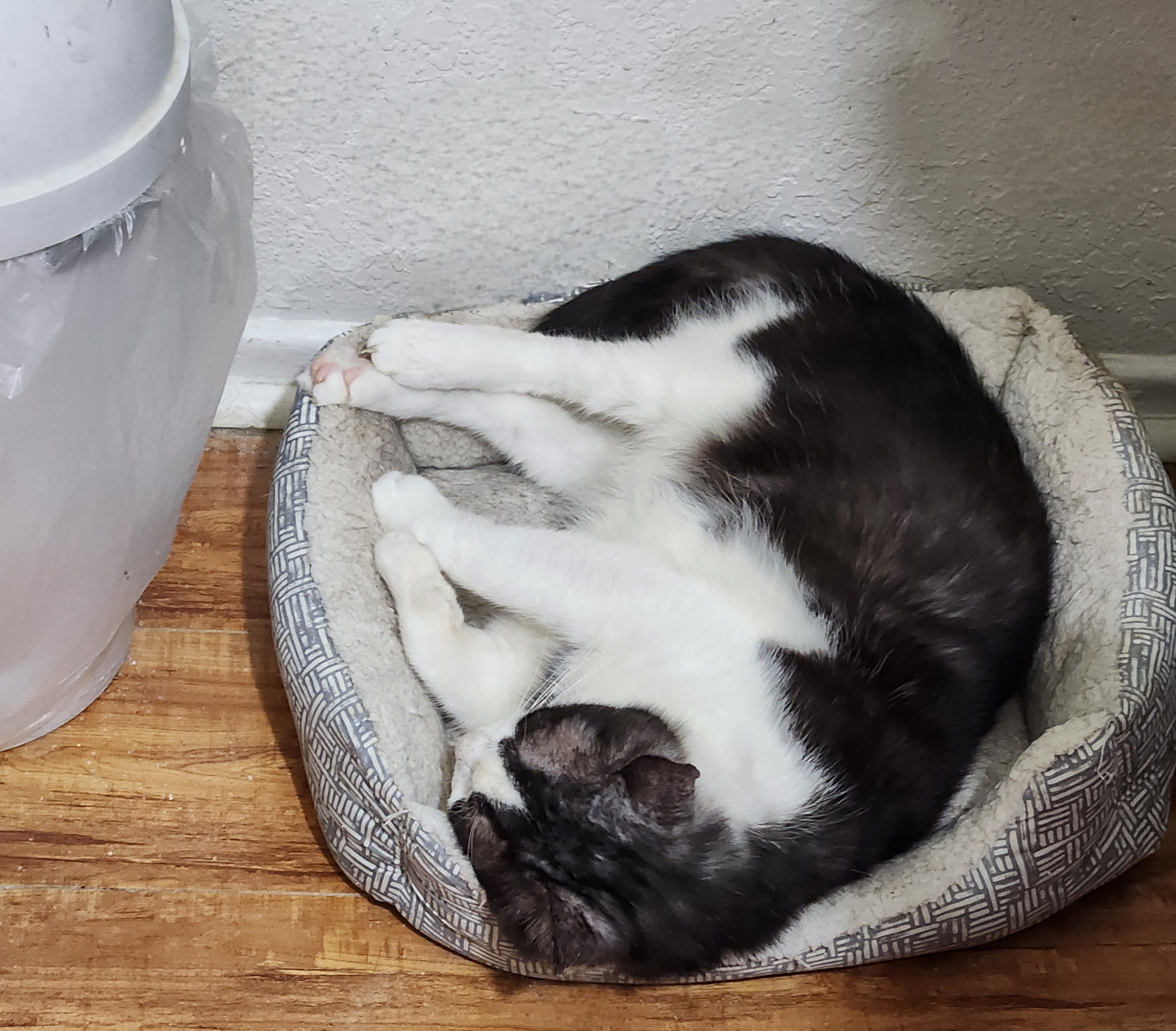 Potato (FKA, Oreo Cookie)
