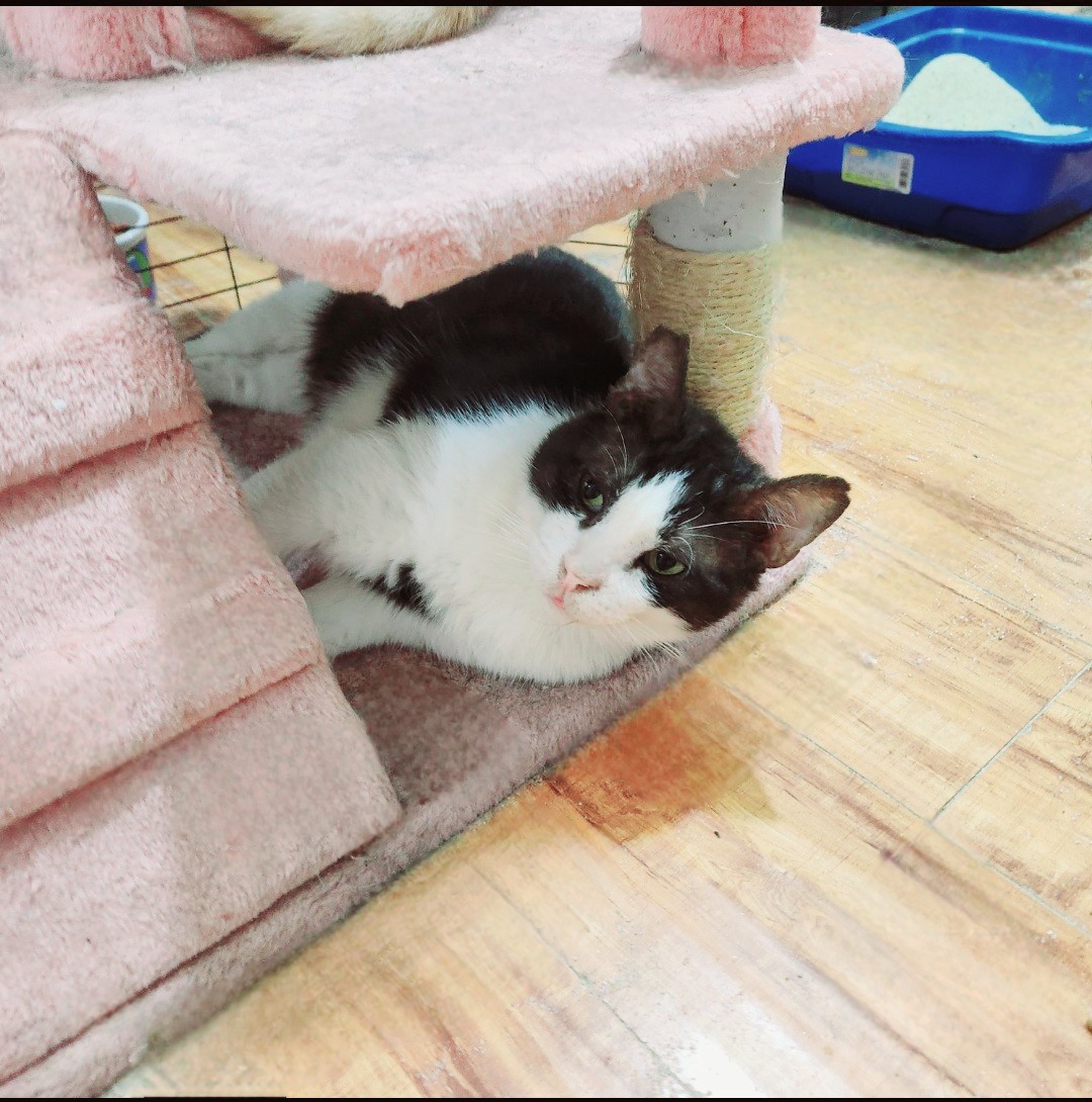 Enlarge Potato (FKA, Oreo Cookie), a Adoptable Domestic Short Hair in BEVERLY HILLS, CA image 2/6