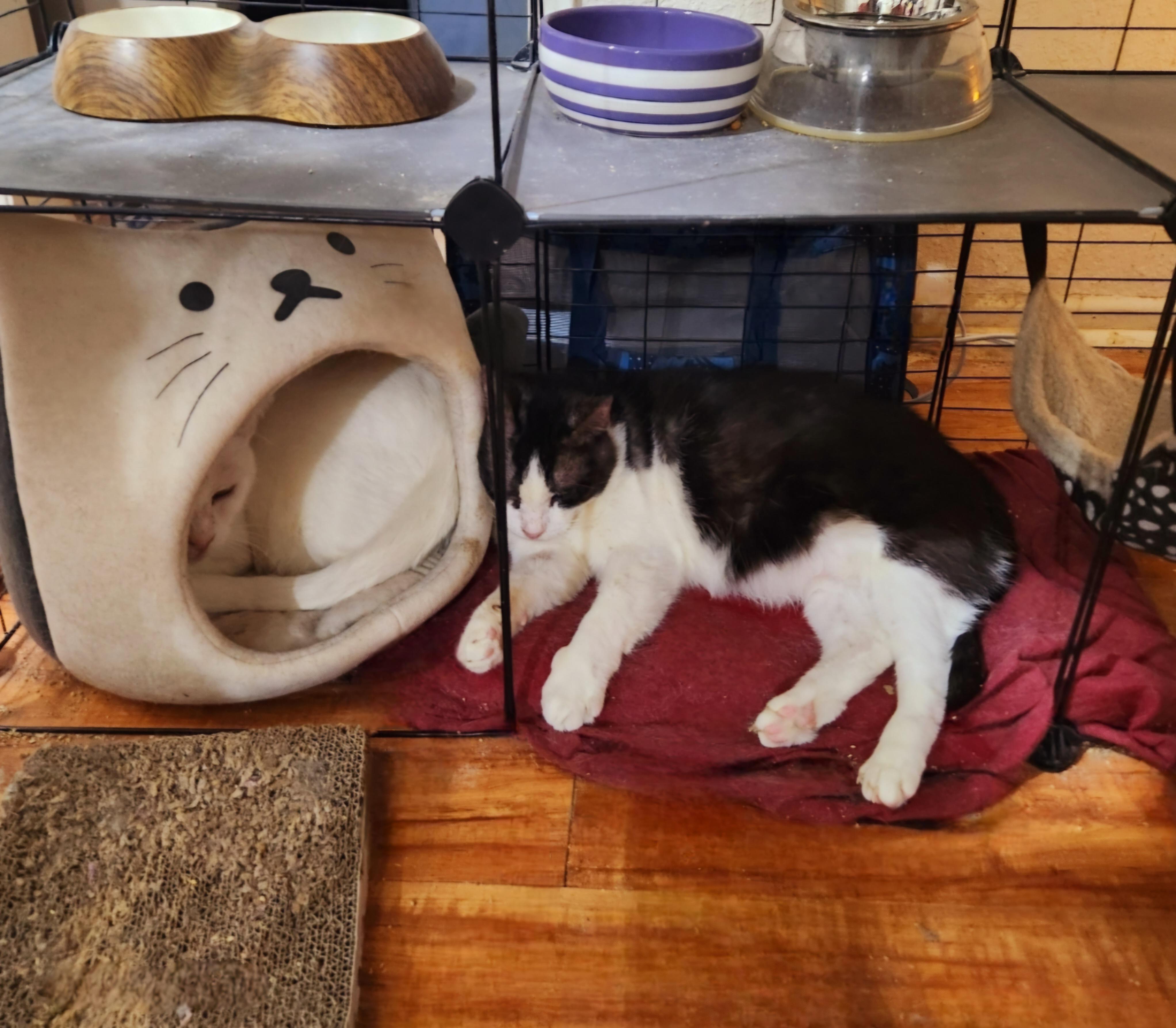 Enlarge Potato (FKA, Oreo Cookie), a Adoptable Domestic Short Hair in BEVERLY HILLS, CA image 5/6