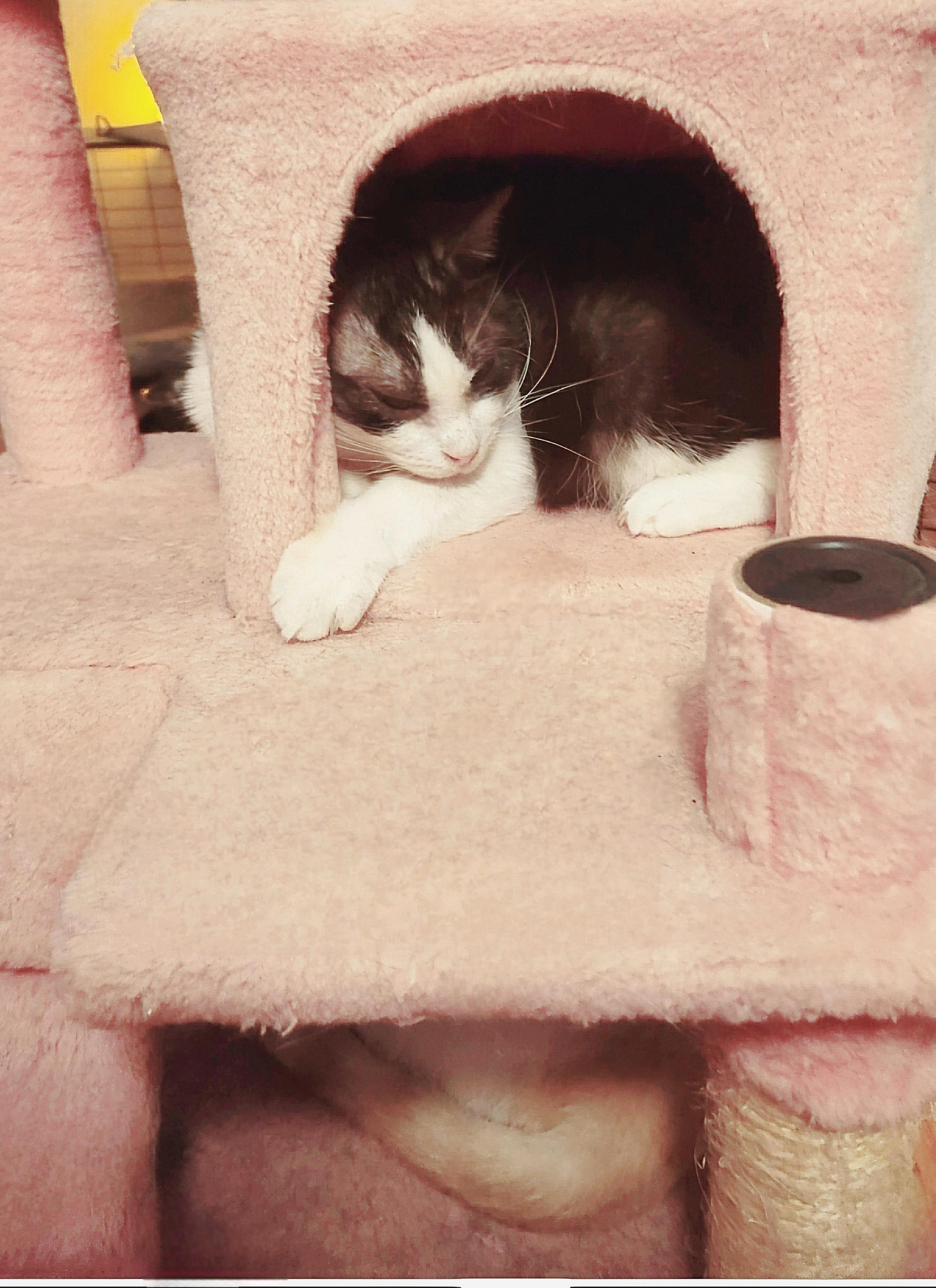 Enlarge Potato (FKA, Oreo Cookie), a Adoptable Domestic Short Hair in BEVERLY HILLS, CA image 3/6