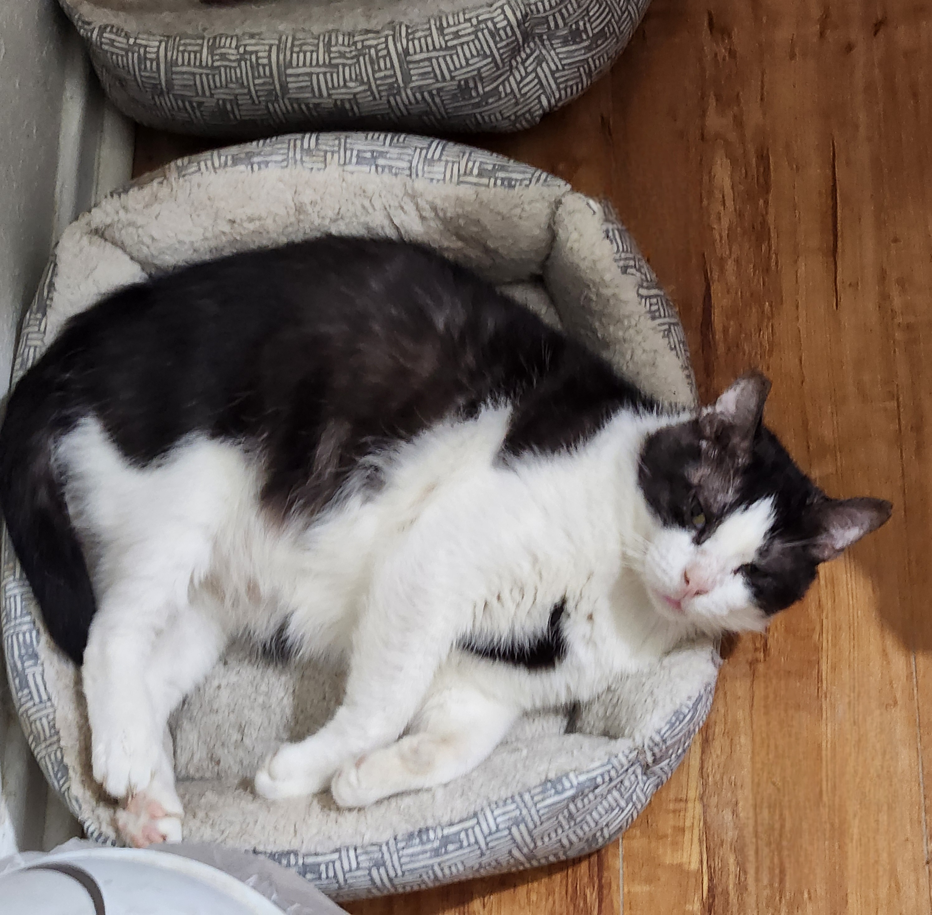 Enlarge Potato (FKA, Oreo Cookie), a Adoptable Domestic Short Hair in BEVERLY HILLS, CA image 4/6