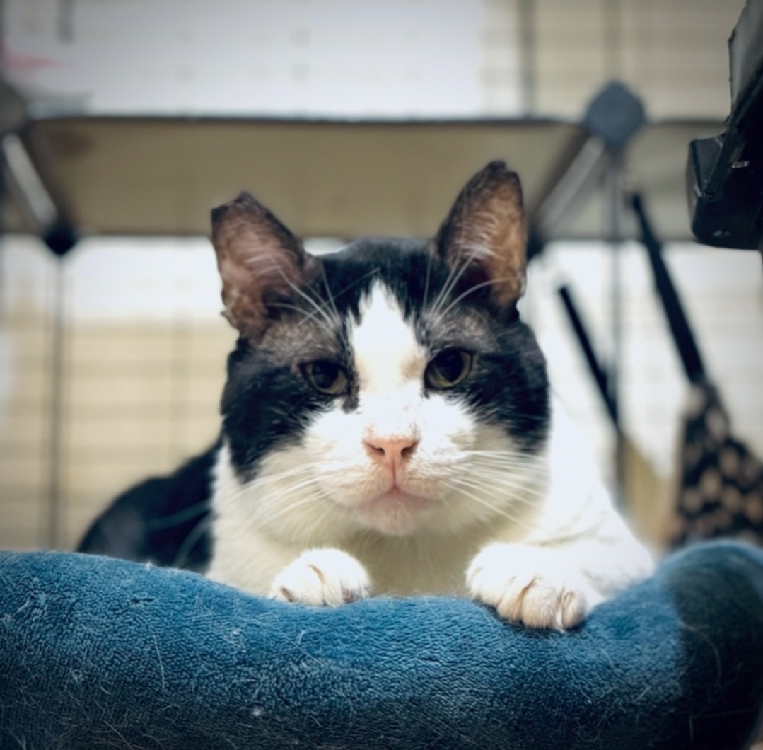 Enlarge Potato (FKA, Oreo Cookie), a Adoptable Domestic Short Hair in BEVERLY HILLS, CA image 1/6