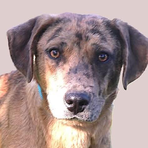 Enlarge Pump, a Adoptable Catahoula Leopard Dog in Bartlett, TN image 1/6