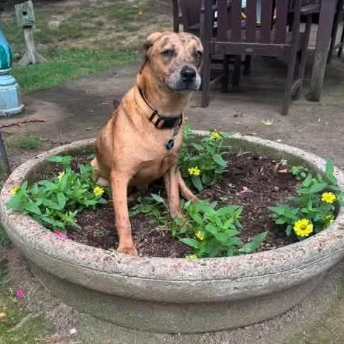 Enlarge Pump, a Adoptable Catahoula Leopard Dog in Bartlett, TN image 2/6