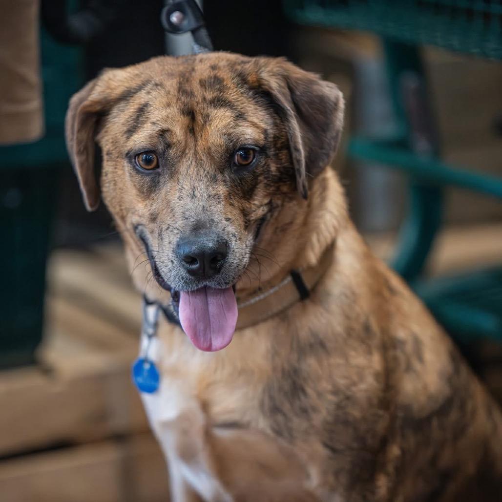 Enlarge Pump, a Adoptable Catahoula Leopard Dog in Bartlett, TN image 3/6