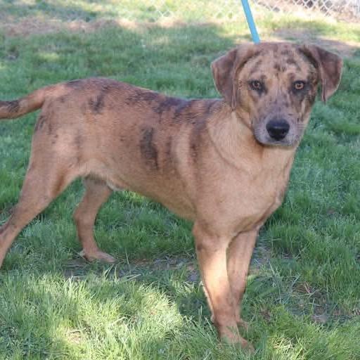 Enlarge Pump, a Adoptable Catahoula Leopard Dog in Bartlett, TN image 4/6