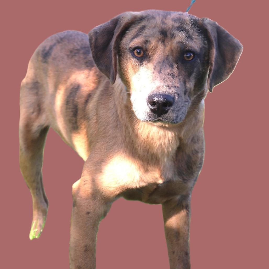 Enlarge Pump, a Adoptable Catahoula Leopard Dog in Bartlett, TN image 5/6