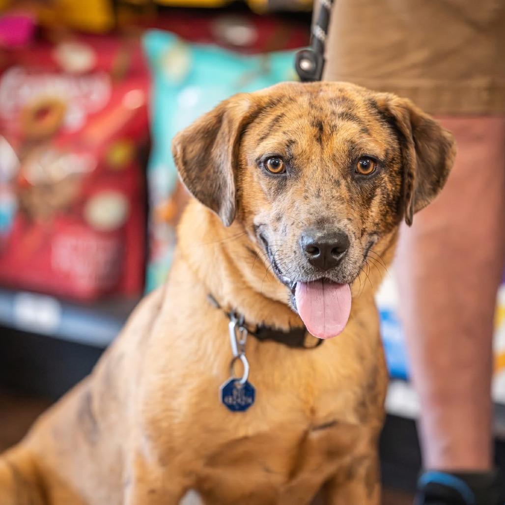 Enlarge Pump, a Adoptable Catahoula Leopard Dog in Bartlett, TN image 6/6