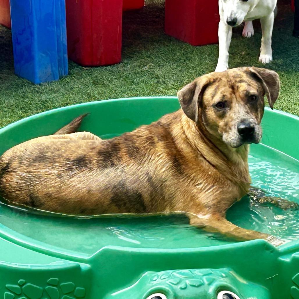 Enlarge Pump, a Adopted Catahoula Leopard Dog in Bartlett, TN image 2/6