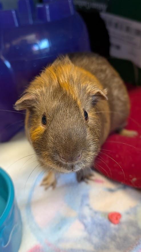 Enlarge Hamlet, a ADOPTABLE Guinea Pig in Coquitlam, BC image 2/4