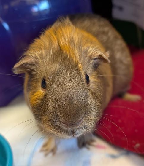 Enlarge Hamlet, a ADOPTABLE Guinea Pig in Coquitlam, BC image 3/4