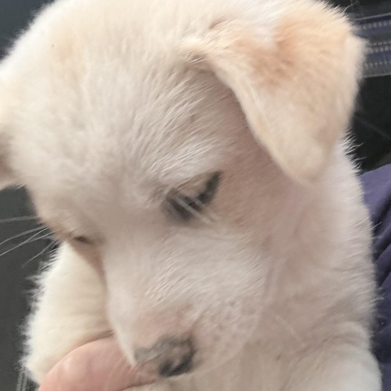 Carol's Angel, adopted, Puppy Female Yellow Labrador Retriever & Golden Retriever.