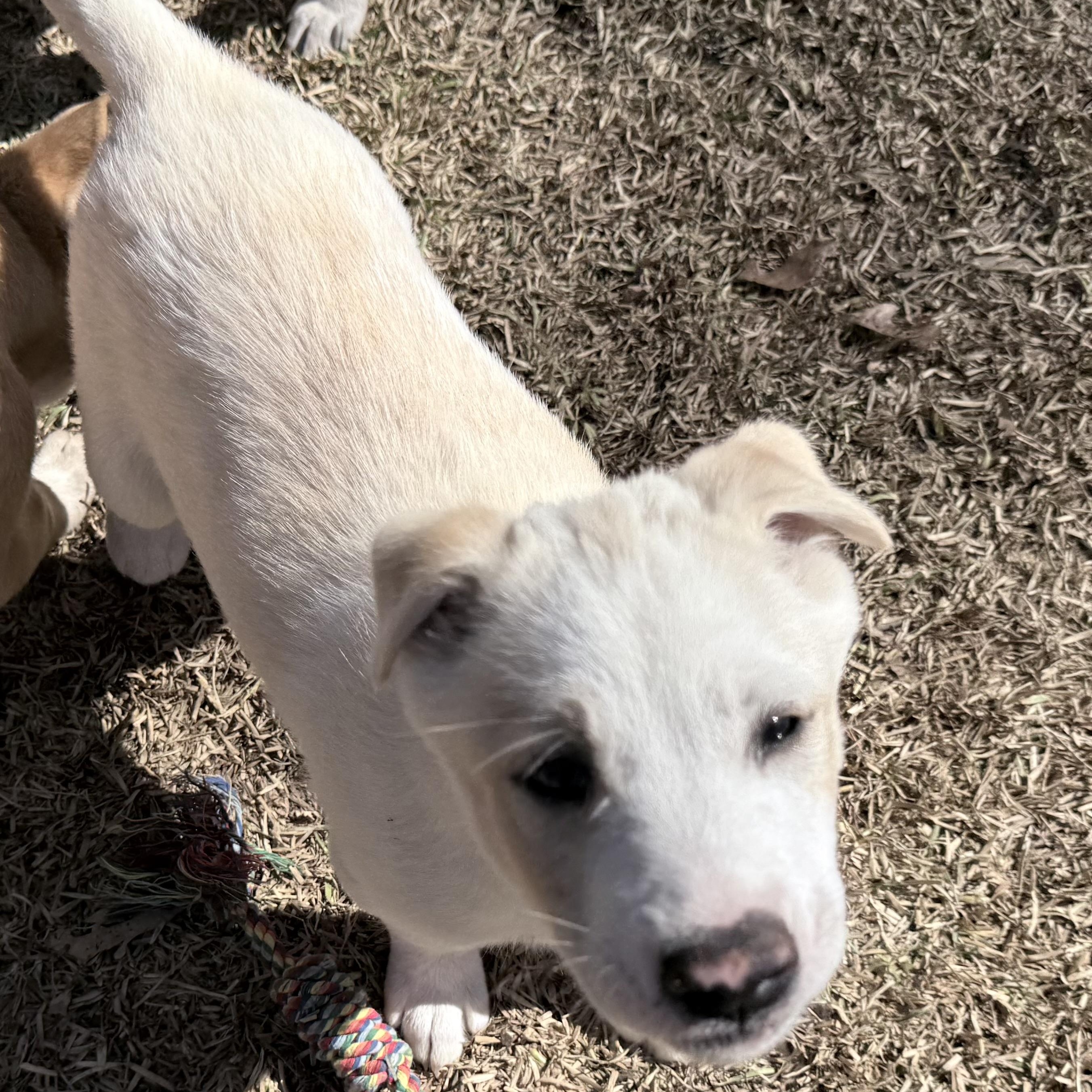 Enlarge Carol's Angel, an adopted mixed breed in Wytheville, VA image 5/6