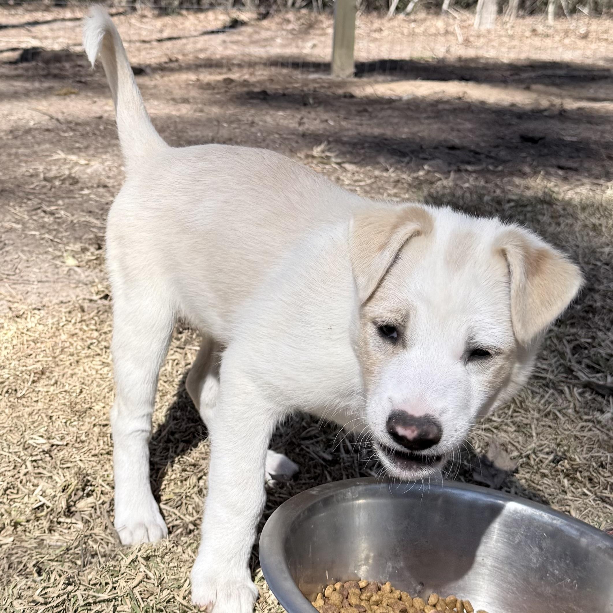 Enlarge Carol's Angel, an adopted mixed breed in Wytheville, VA image 2/6