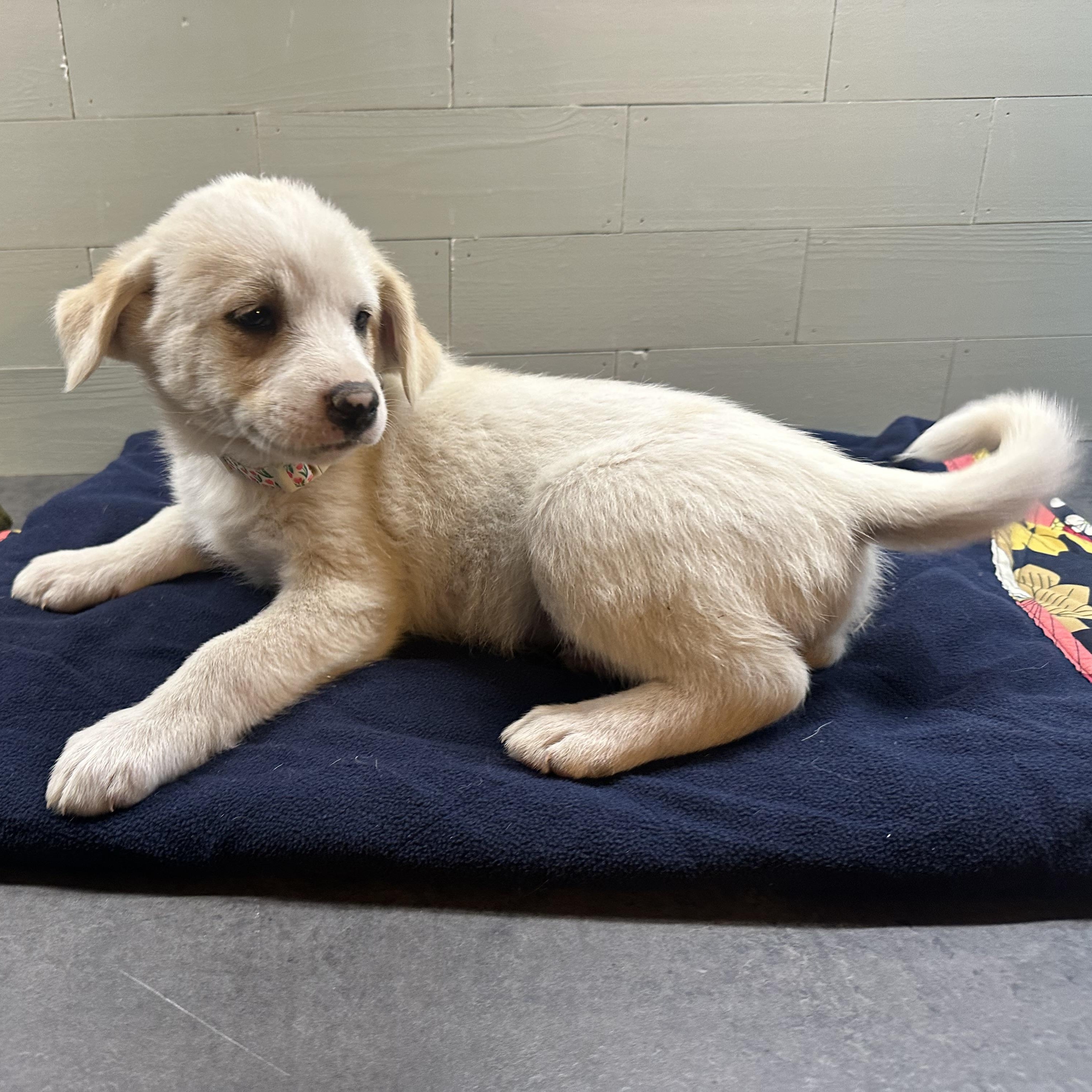 Enlarge Carol's Angel, an adopted mixed breed in Wytheville, VA image 4/6